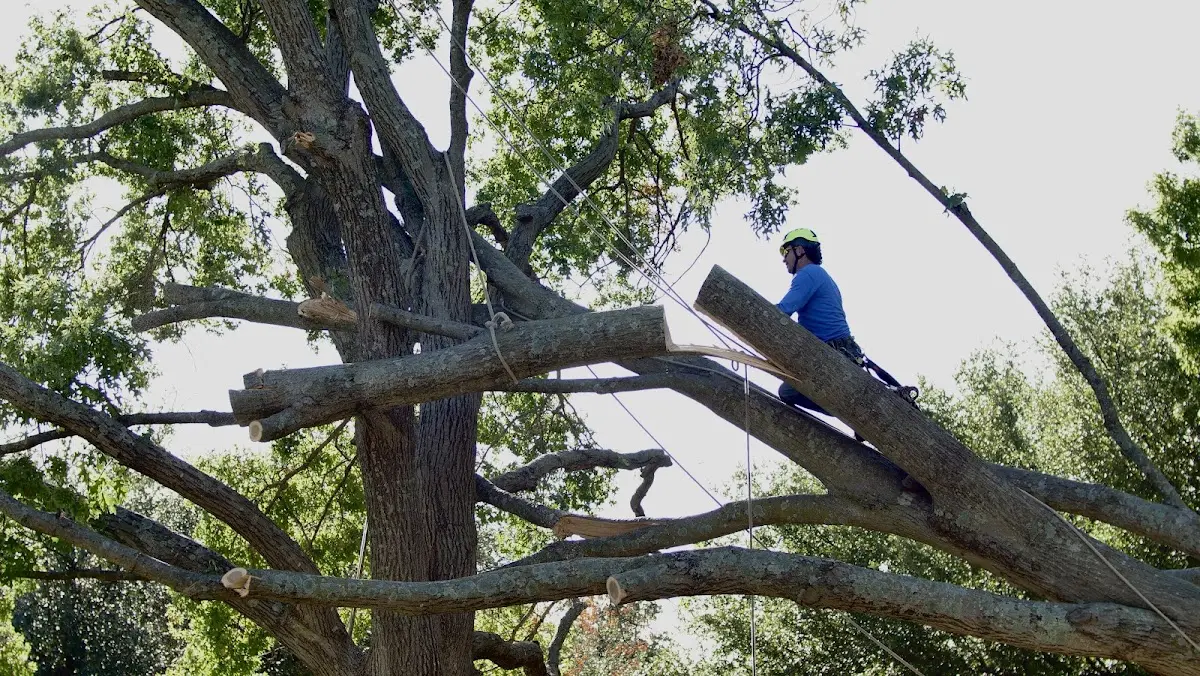 Professional Crown Thinning performed by certified arborists in Granger