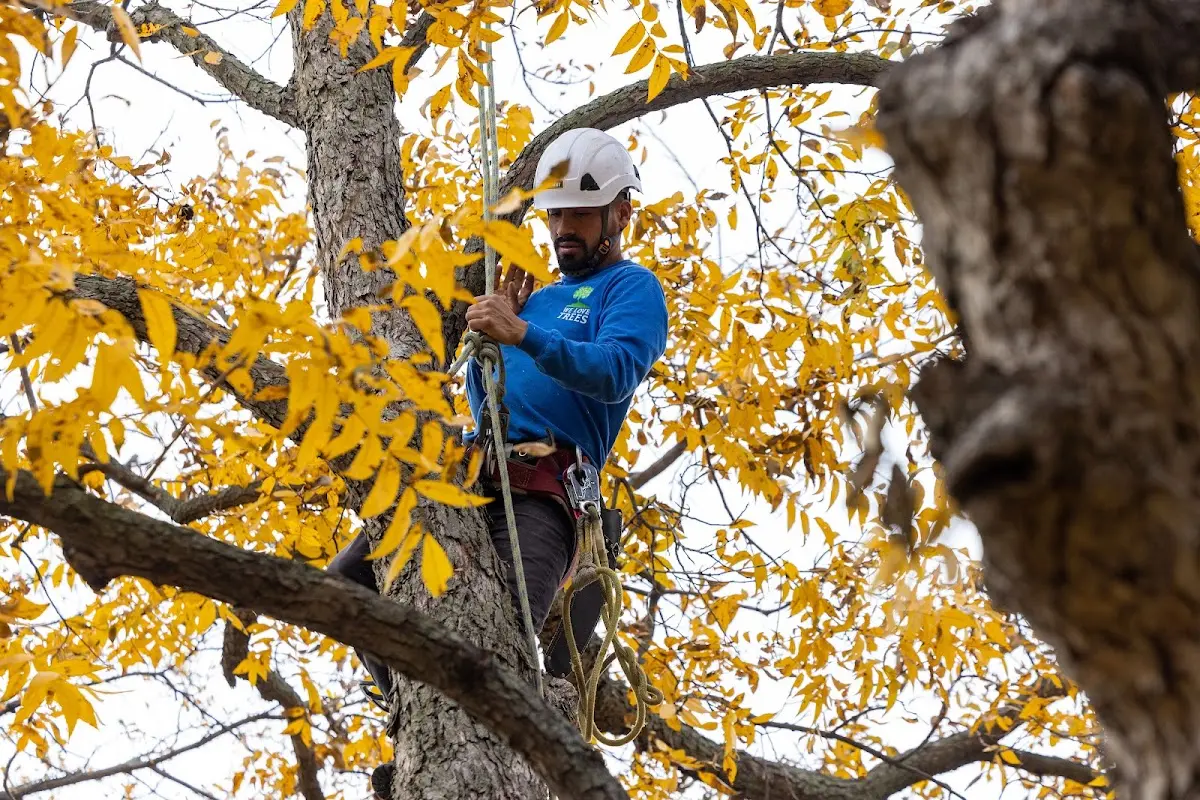 Skilled Tree Trimming crew working in Granger